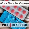 Africa Black Ant Capsule new14